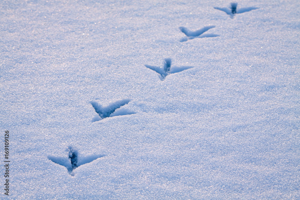 Line of footprints in snow left by heron bird.