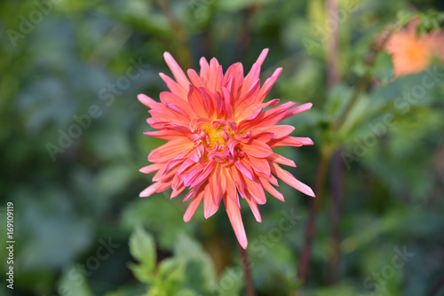Fototapeta Naklejka Na Ścianę i Meble -  Dahlia rose en été au jardin