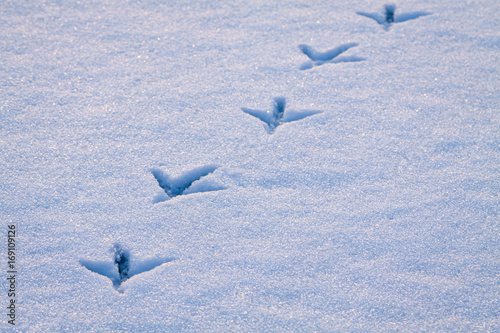 Obraz na płótnie Line of footprints in snow left by heron bird. w salonie