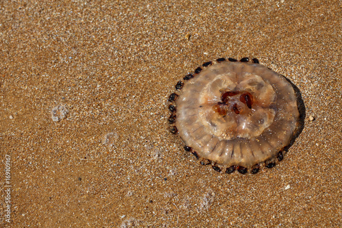 Méduse sur le sable