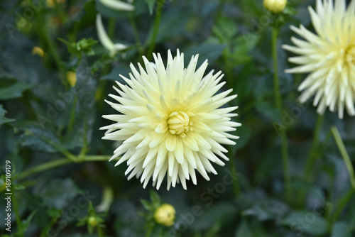 Fototapeta Naklejka Na Ścianę i Meble -  Dahlia cactus jaune en été au jardin