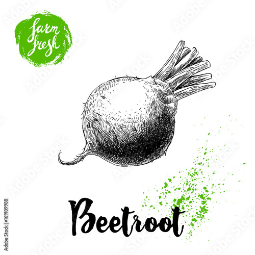 Hand drawn beet root isolated on white background. Sketch vintage vector illustration. Farm fresh vegetable poster.