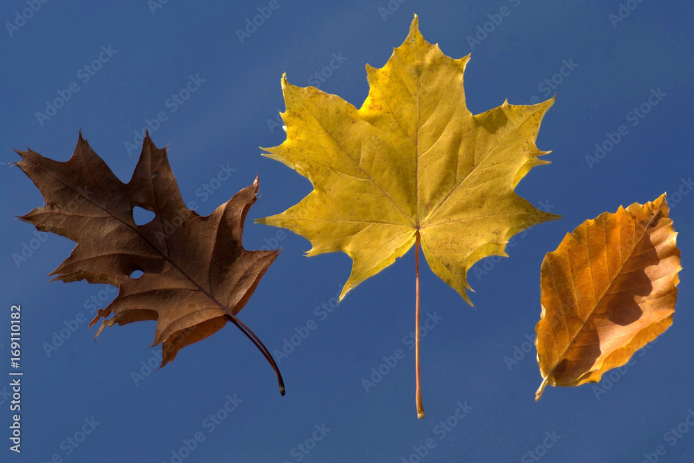 Fotografie 3 different: Red oak, Ahorn and beech