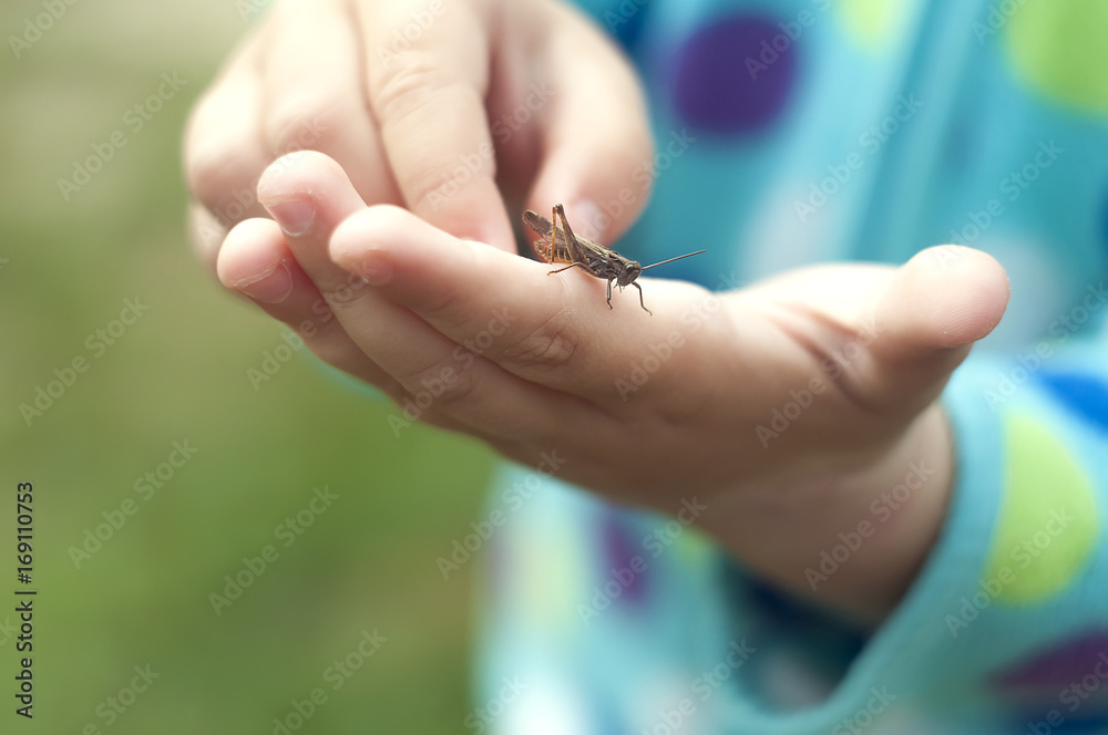 little girl holding a grasshopper in her hand. Curiosity and friendship concept.