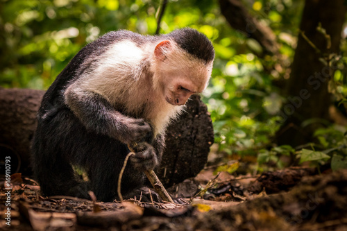 Ein Kapuziner Affe benutzt einen Stock um Armeisen zu fangen in Costa Rica