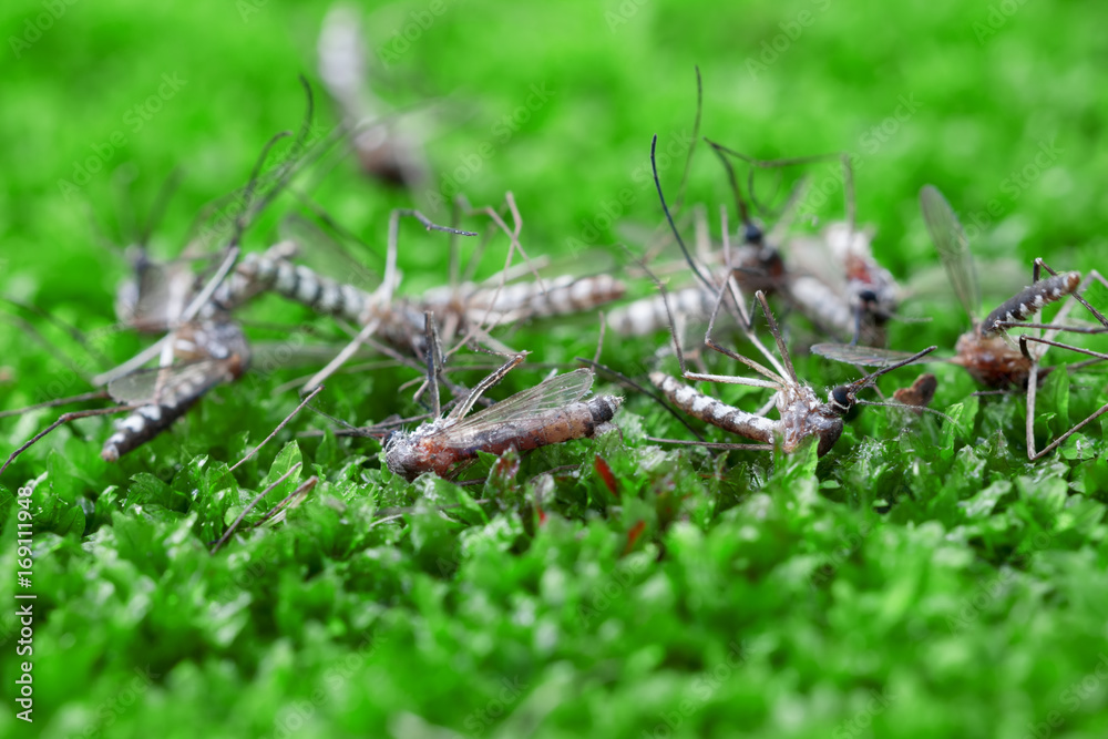 Dead mosquitoes on green grass background
