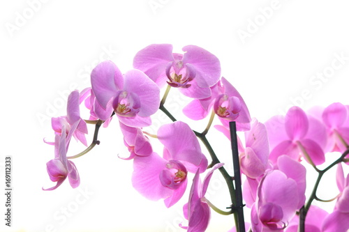 orchidee