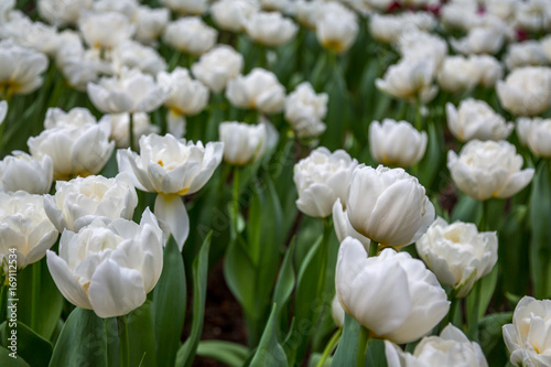 Tulips in Winter Garden