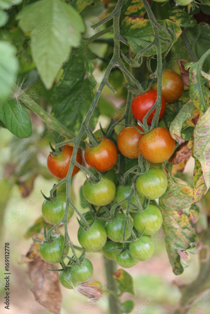 tomates