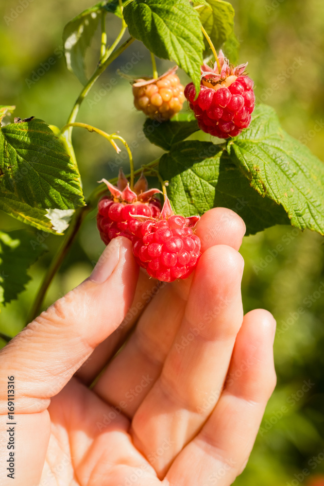 Paspberries. Hand Farming Gather Fresh Ripe Paspberries In Sunny Fruit Garden Close Up. Paspberries. Hand Farming Gather Fresh Ripe Paspberries In Sunny Fruit Garden Close Up.