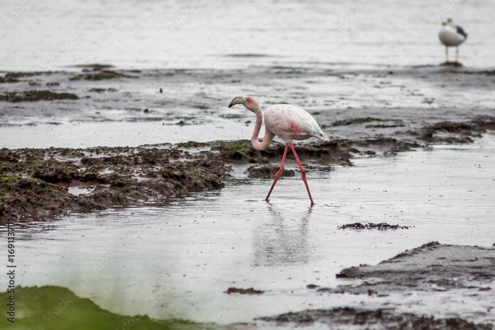 Flamingos in teh Nature