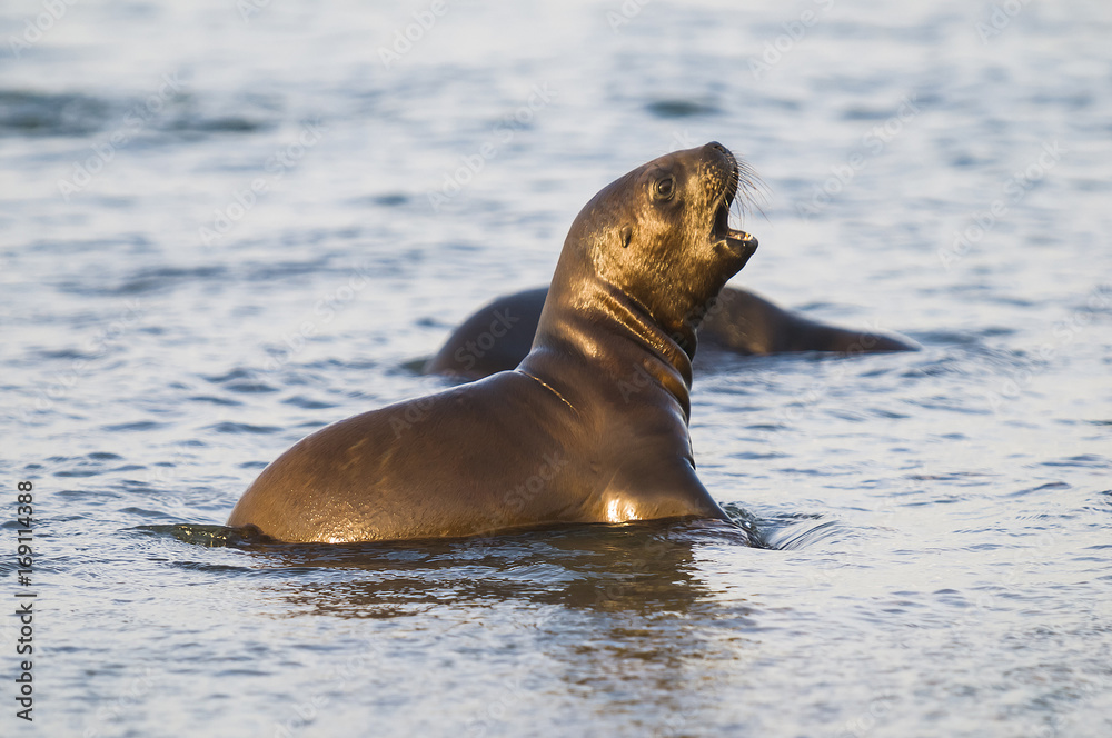Naklejka premium Sea Lion baby
