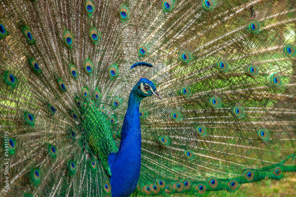 Naklejka premium Peacock in the Park