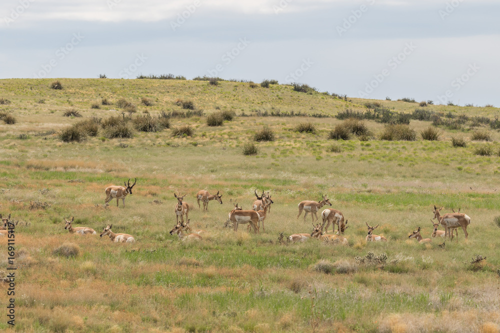 Herd of Pronghorn Antelope in Rut Herd of Pronghorn Antelope in Rut