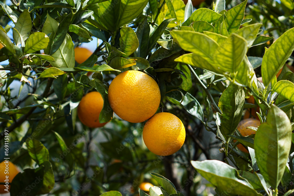 natural orange tree in garden