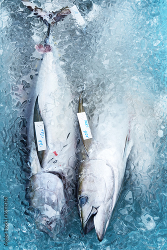 Fresh catch of tuna is packaged in a container with ice. Preparation for delivery to local markets.