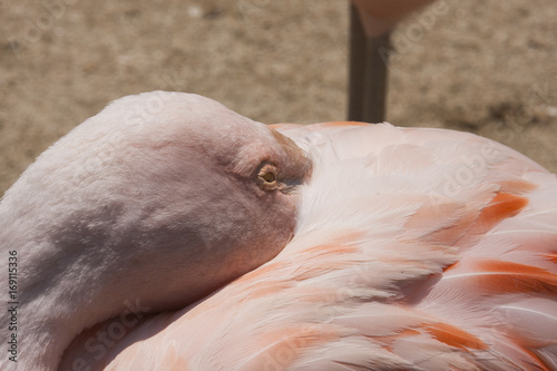 Flamingo