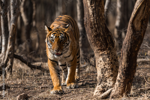 Fényképezés Noor from Ranthambore National Park, India