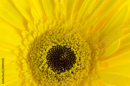 Close-up di gerbera gialla