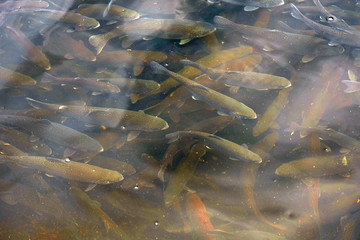 Fototapete Unterwasser Forelle im Wasserkanal der Fischzucht  © Lane Erickson