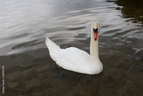 White swan in the lake  close