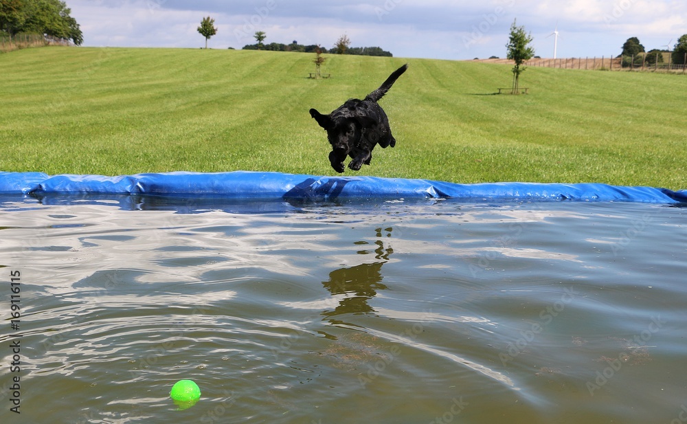 schwarzer Labrador Retriever springt voller Freude in den Pool im Garten schwarzer Labrador Retriever springt voller Freude in den Pool im Garten