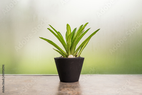 single green tree in flowerpot on state cement background