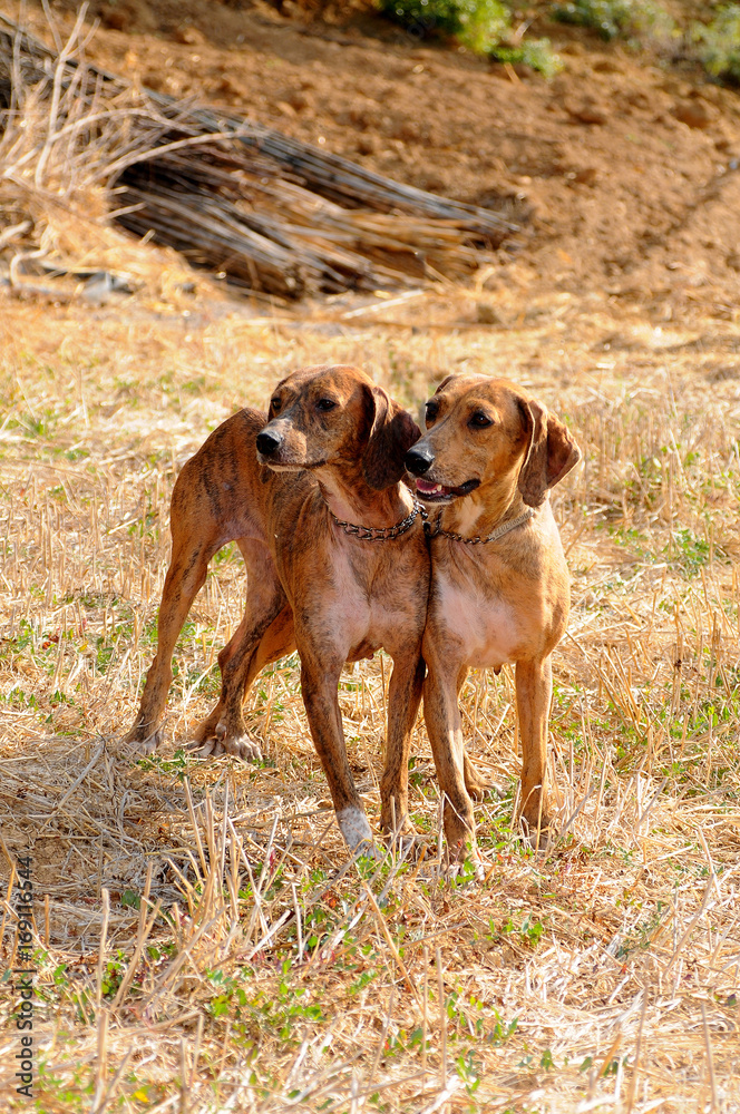 Segugio Maremmano, two Italian hunting dogs. Segugio Maremmano, two Italian hunting dogs.