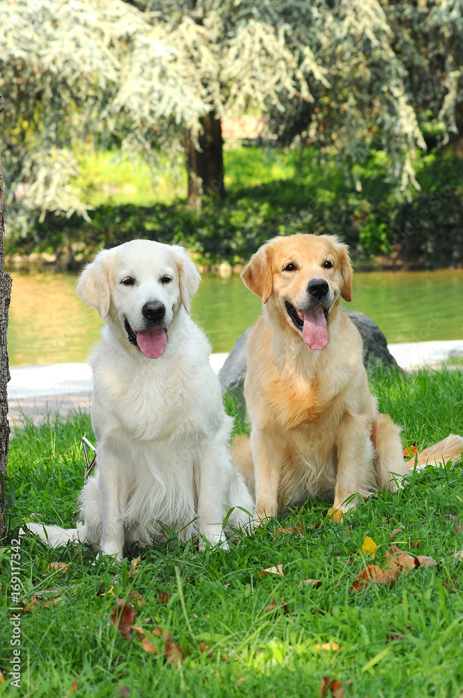 Couple of Young Golden Retriever