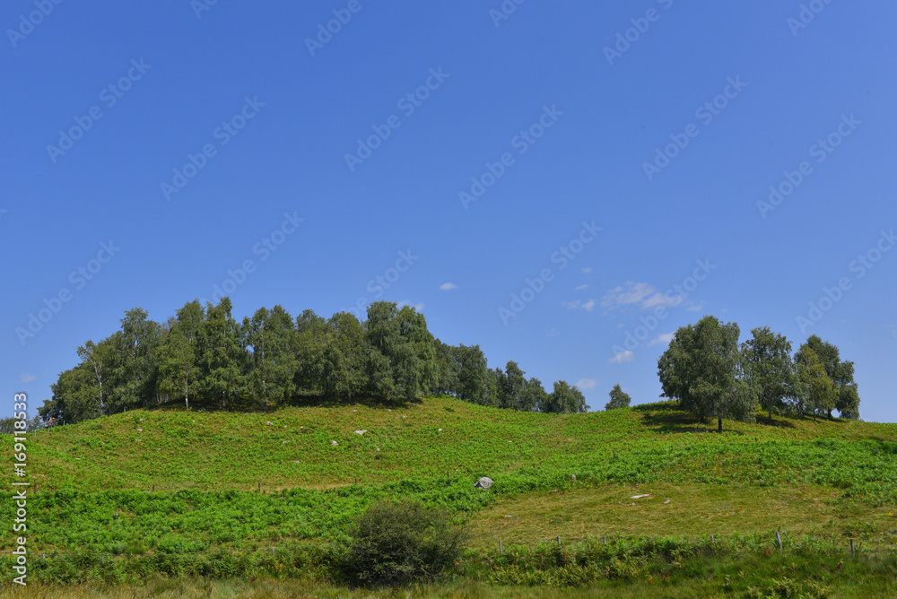 Panoramica di una collina verde, con prati e alberi e il cielo azzurro Panoramica di una collina verde, con prati e alberi e il cielo azzurro
