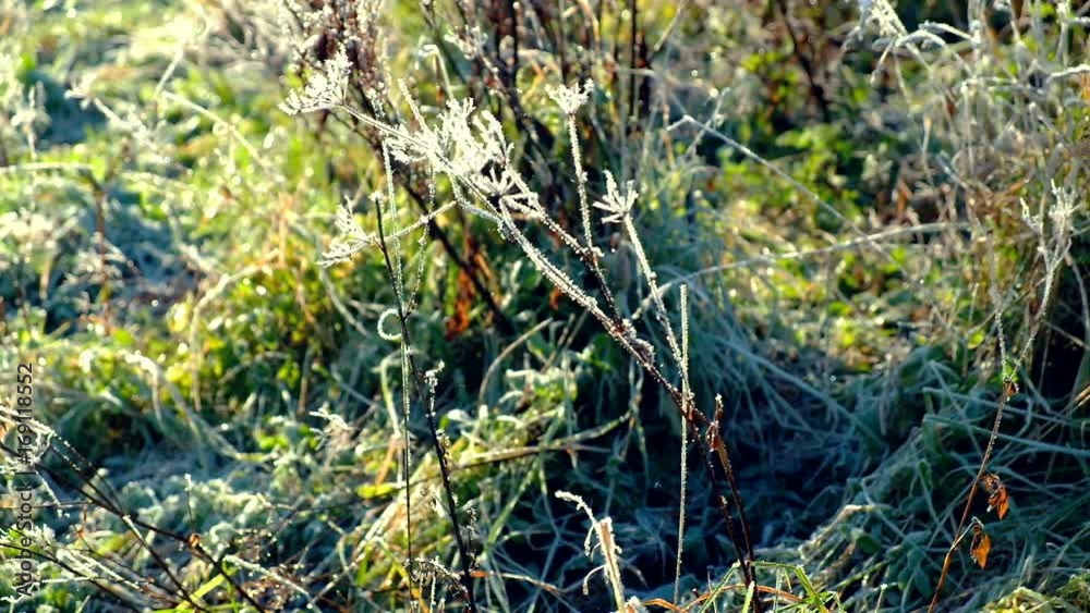 Plants is covered with frost and sunlight in autumn Plants is covered with frost and sunlight in autumn