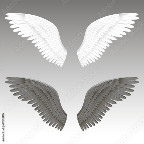 Vector realistic illustration of a black and white angel wings