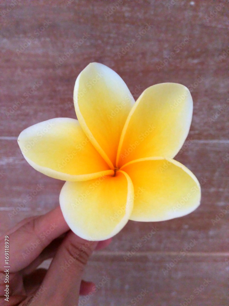 Tipica flor de Bali, Indonesia Stock Photo | Adobe Stock
