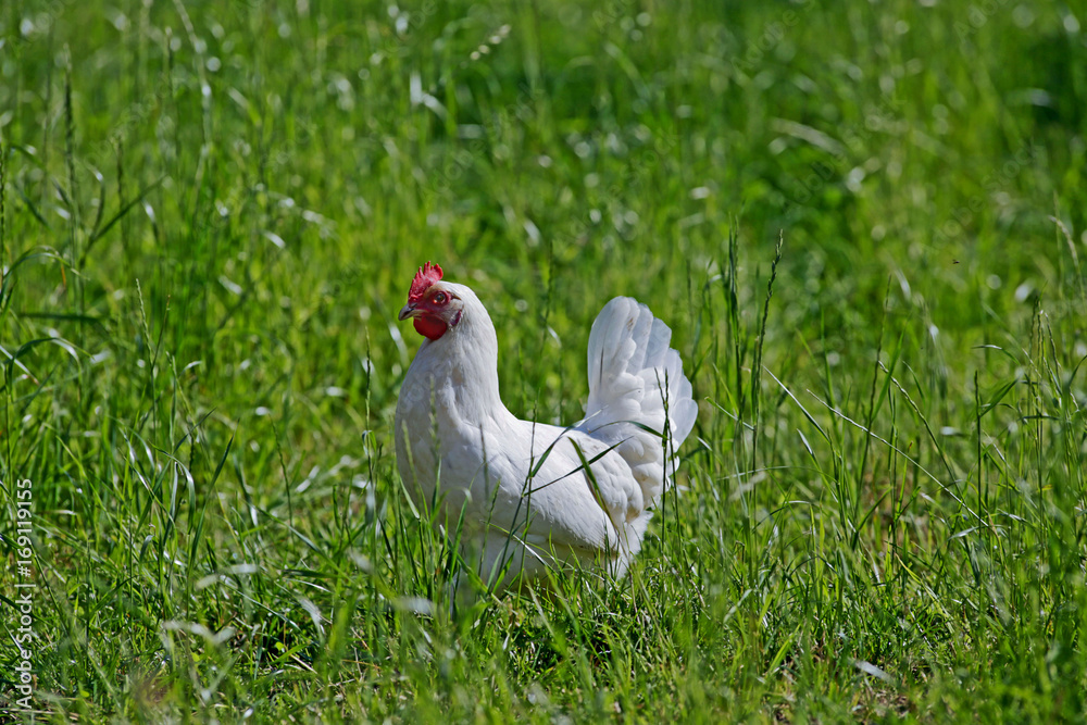 Fototapeta premium Glückliche Hühner