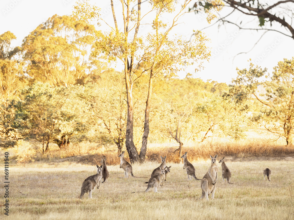 Australia, Canberra, Watchful kangaroos in grassy field Australia, Canberra, Watchful kangaroos in grassy field