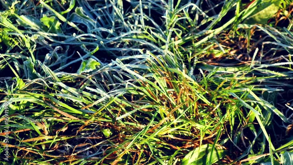 Morning grass is covered with frost and sunlight in autumn Morning grass is covered with frost and sunlight in autumn