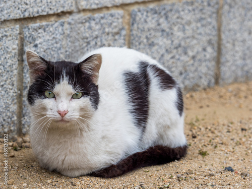 Nervous stray cat sitting on the ground