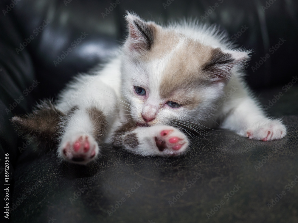 Ragdoll kitten