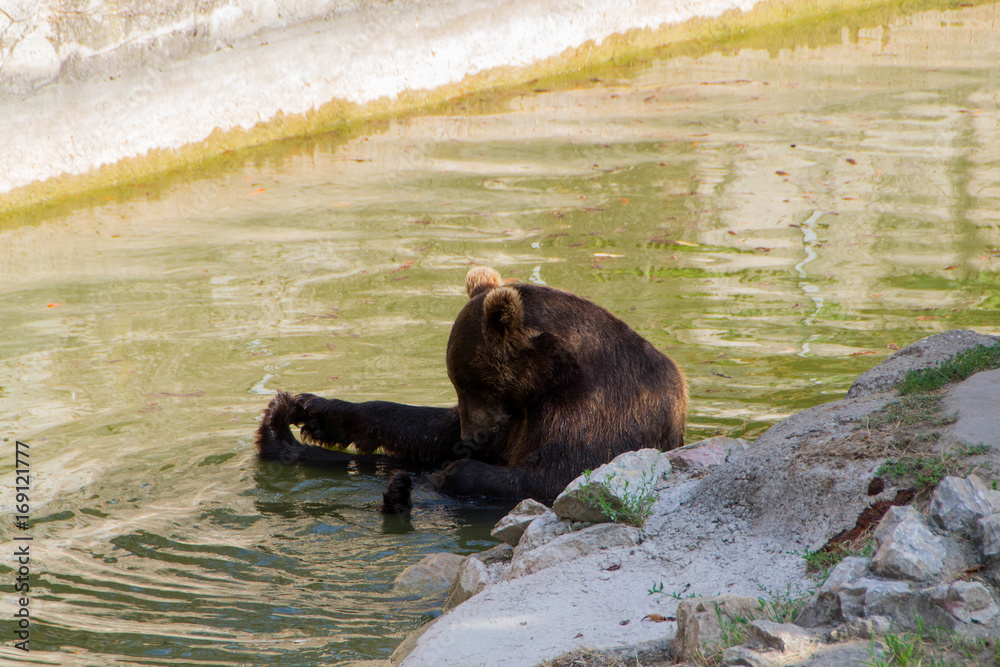 Europian brown bear Europian brown bear
