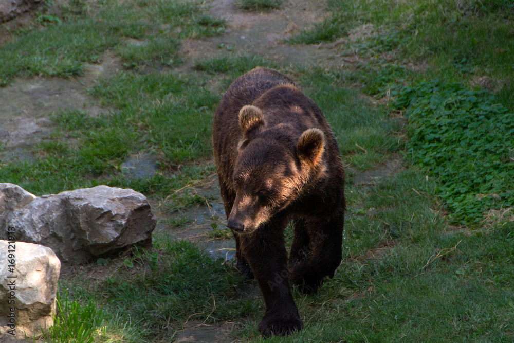 Fototapeta premium Europian brown bear