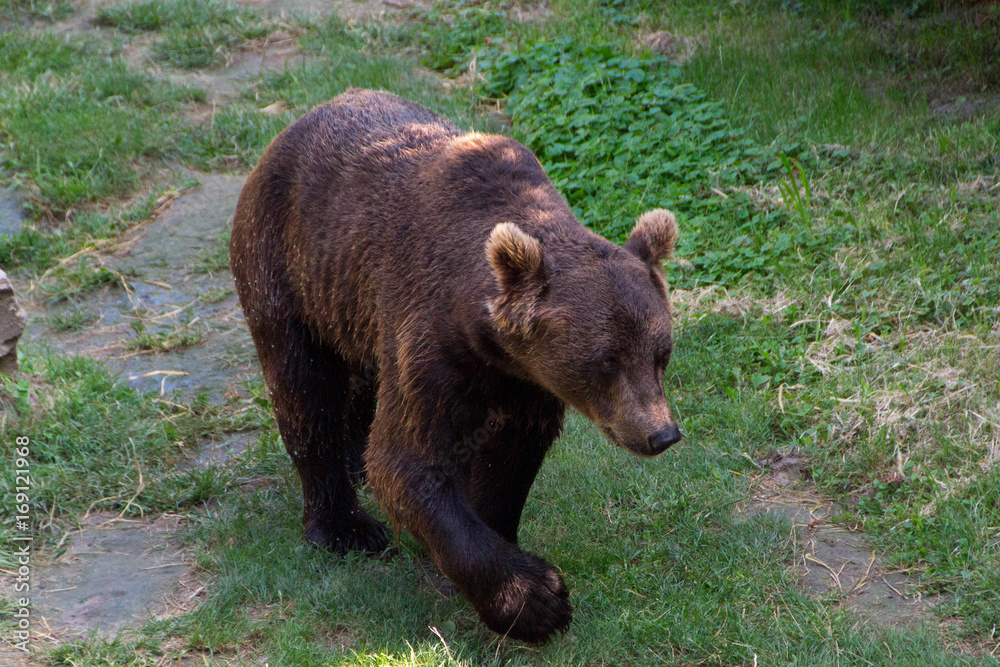 Fototapeta premium Europian brown bear