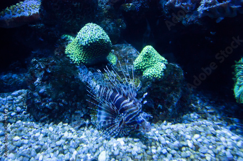 Colorful exotic tropical fishes underwater in aquarium.