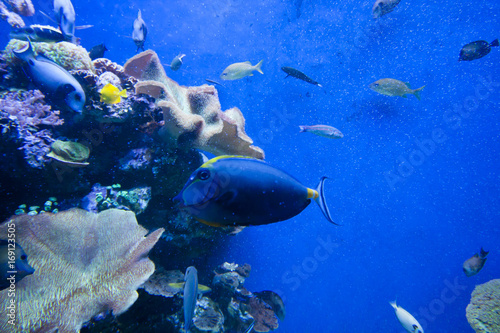Fototapeta Naklejka Na Ścianę i Meble -  Colorful exotic tropical fishes underwater in aquarium.