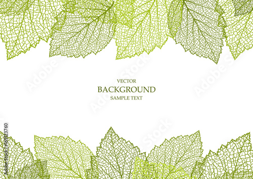 Summer background with leaves 