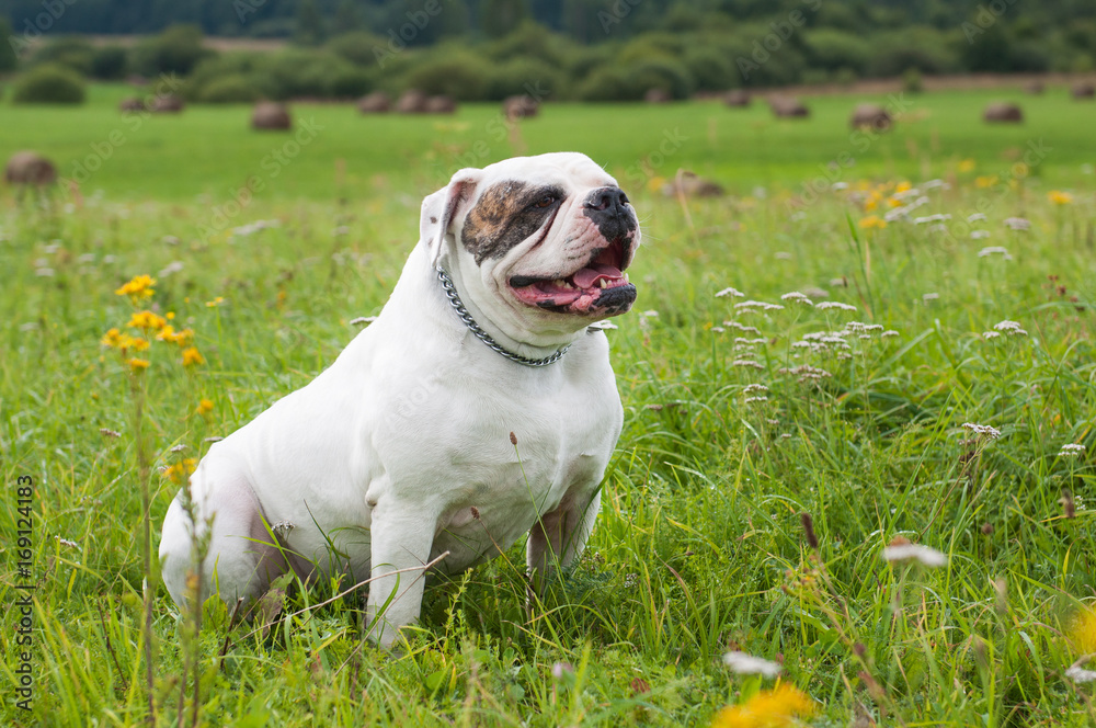 white American Bulldog on the field, on green grass. The American bulldog is a stocky, well built, strong-looking dog, with a large head and a muscular build. white American Bulldog on the field, on green grass. The American bulldog is a stocky, well built, strong-looking dog, with a large head and a muscular build.