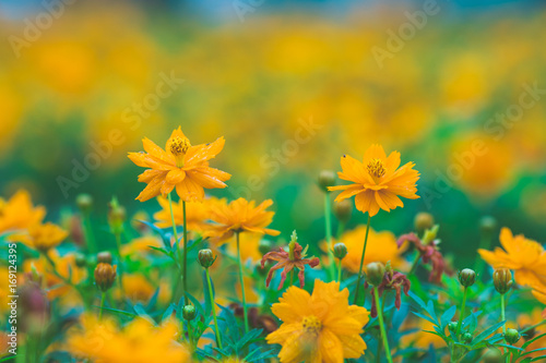 yellow cosmos flowers In the garden,soft focus © apichon_tee