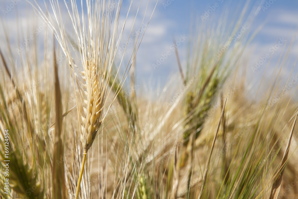 Golden Wheat field close up nature agriculture cornfields Golden Wheat field close up nature agriculture cornfields