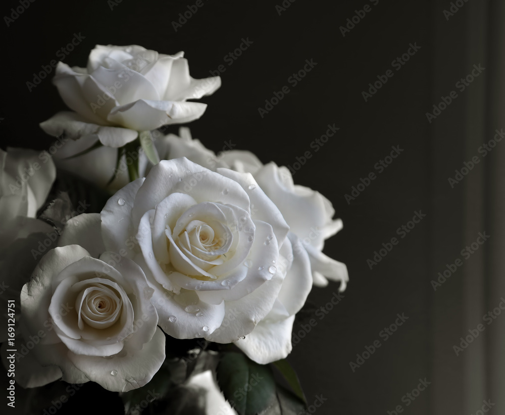 White Rose White Rose