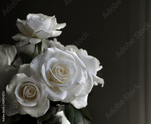 White Rose