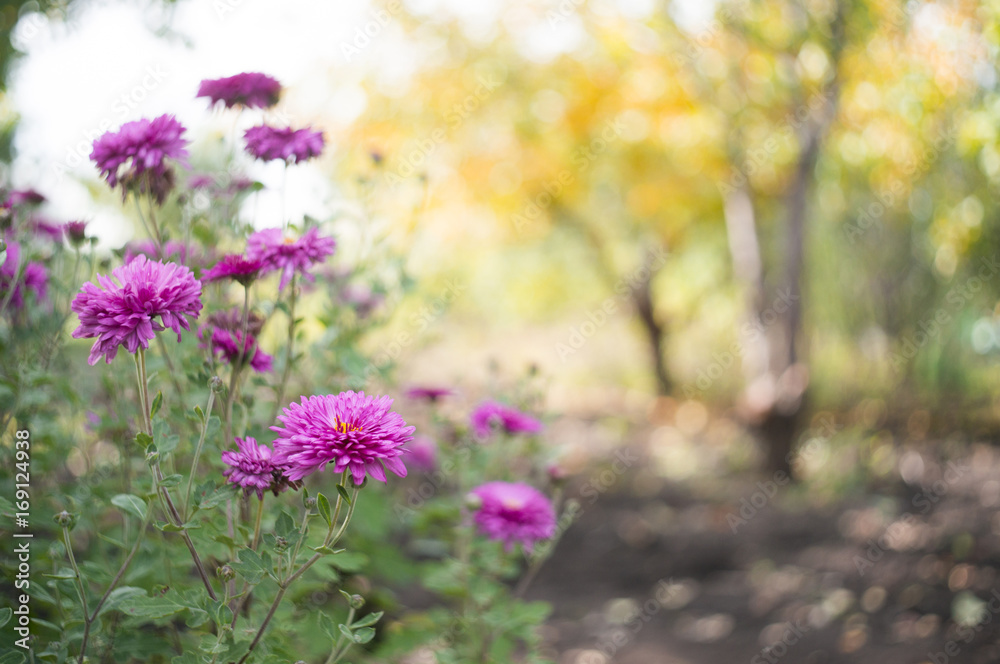 Obraz premium A photo of chrysanthemum flowers in an autumn garden. Chrysanthemums, sometimes called mums or chrysanths, are flowering plants of the genus Chrysanthemum in the family Asteraceae. Selective focus.
